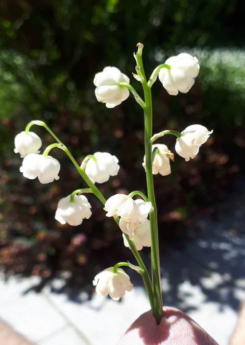 Miniature